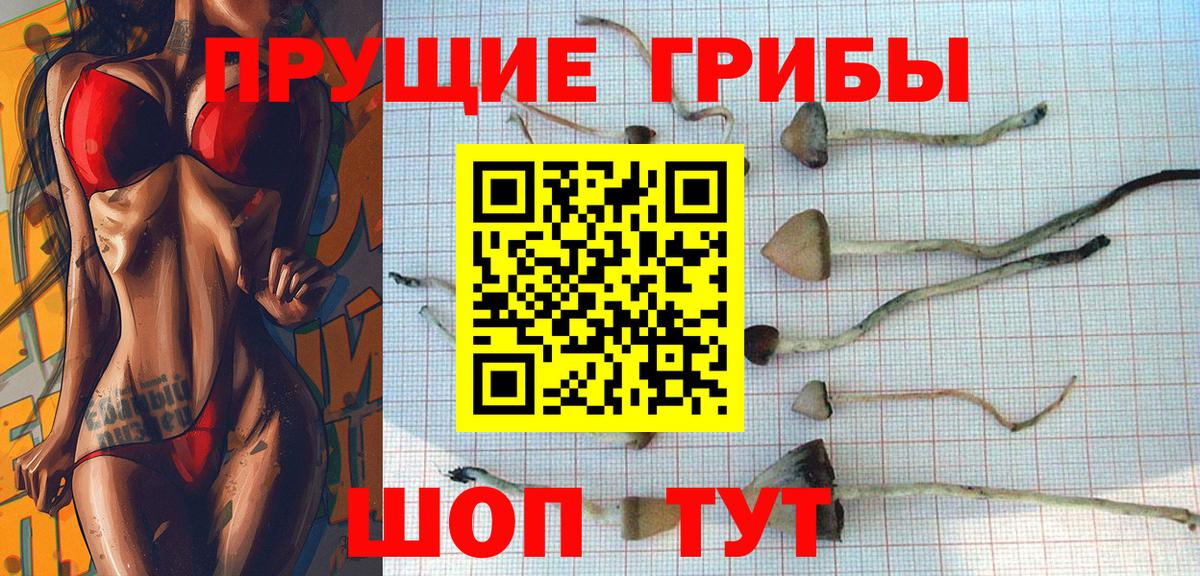Галлюциногенные грибы Psilocybe  Вход с VPN  Грязи 