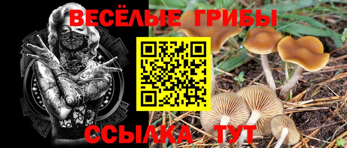 Псилоцибиновые грибы Cubensis Грязи